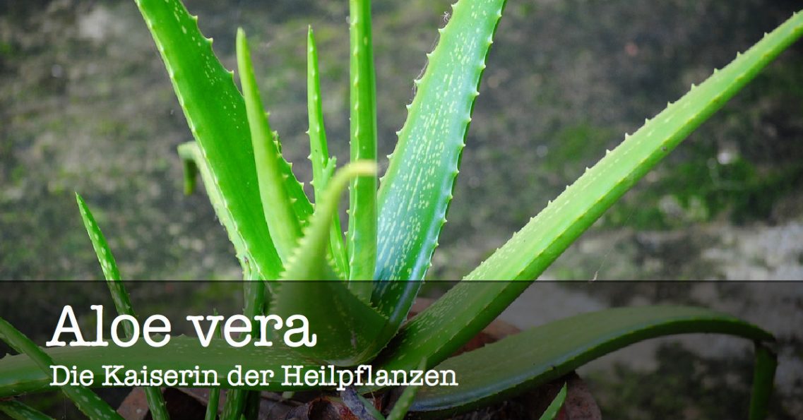 Aloe Vera Die Kaiserin Der Heilpflanzen Naturbote 1173